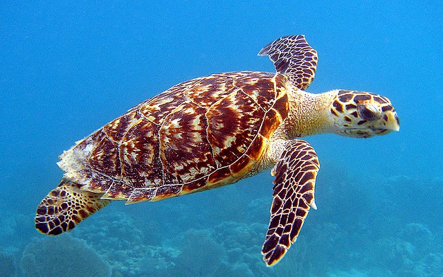 Hawksbill