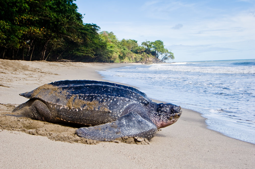 leatherback